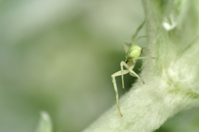 Krabbenspinne_in_Stachys_2.JPG
