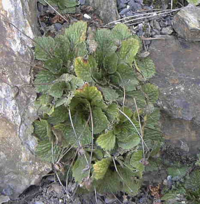 Ramonda_nathaliaeRimg0105.JPG