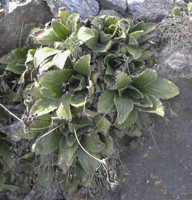Haberlea_rhodopensisRimg0106.JPG