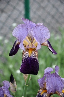 DSC_wel_Ir.jpg