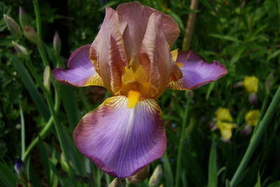 quaker_lady_sdbg_2010_zg.jpg