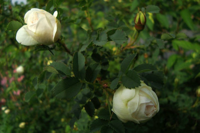 pimpinellifolia_latifolia.jpg