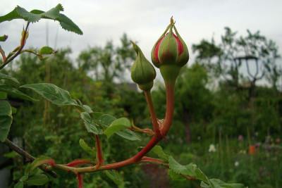 sdlm_clb_zg_2010.jpg