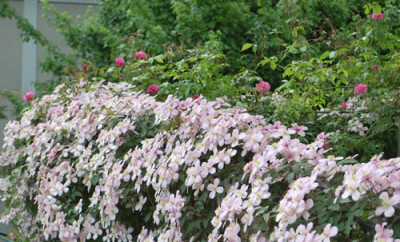 Old_Blush_Clg__Clematis_montana_Rubens_0010__6809.jpg