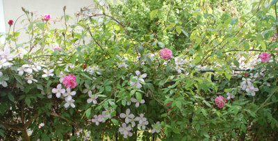 Old_Blush_Clg__Clematis_montana_Rubens_0011__66742.jpg