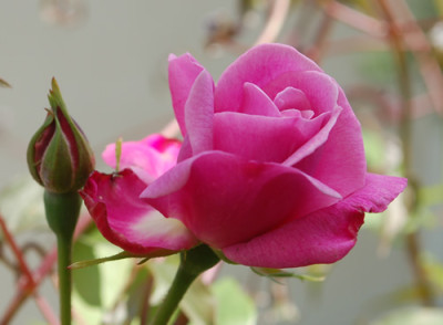 Old_Blush_Clg_0012__66745.jpg