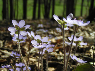 hepatica_nobilis_ganz_viele.jpg