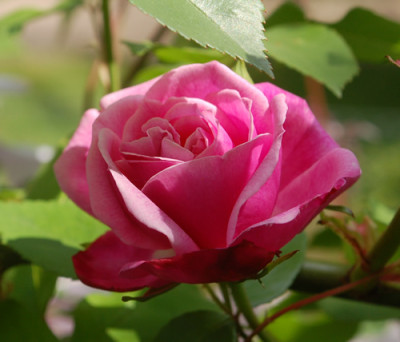 Old_Blush_Clg_0013__66744.jpg