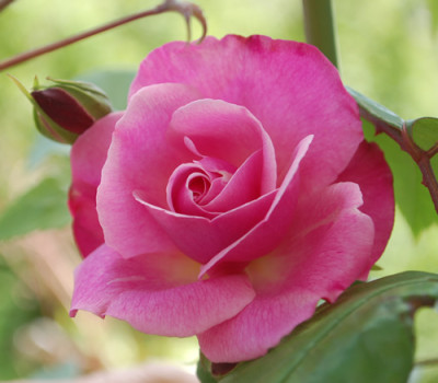 Old_Blush_Clg_0014__66743.jpg