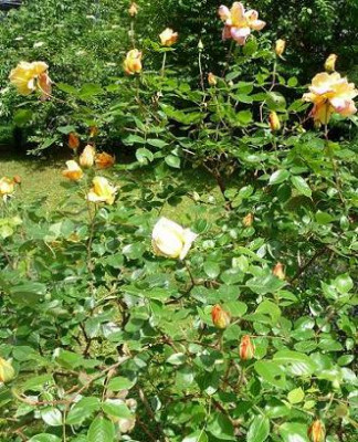 SG_2010_1.JPG