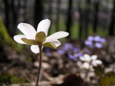 hepatica_nobilis_weiss.jpg