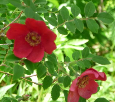 moyesiGeranium1.JPG