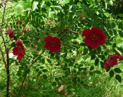 moyesiGeranium2.JPG