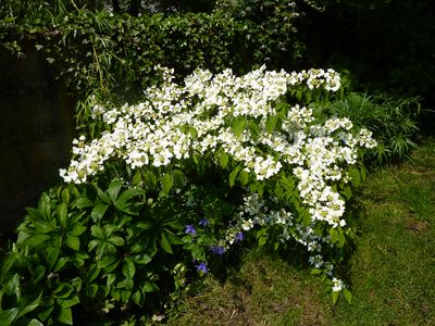 Viburnum_plicatum__Mariesii_fars_2010.jpg