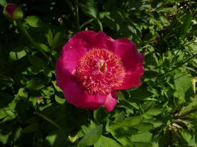 Paeonia_officinalis_anemoniflora_Knorbisii_fars_2010.jpg