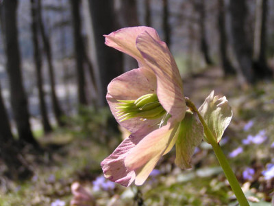 helleborus_niger_verblueht.jpg