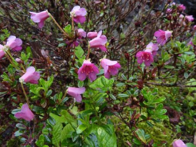 Rhododendron_campylogynum_var._myrtilloides_fars_2010.jpg