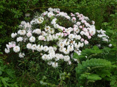 Rhododendron_degronianum_subsp._yakushimanum_Koichiro_Wada.jpg