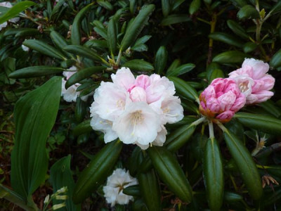 Rhododendron_degronianum_subsp._yakushimanum_2_fars_2010.jpg