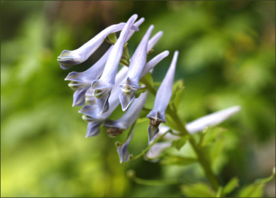 Corydalis_quantmeyerana_Chocolate_Star_Blute.jpg