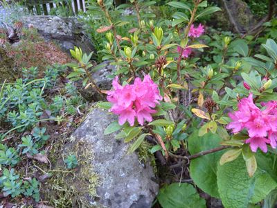 Rhododendron_ferrugineum_fars_2010.jpg