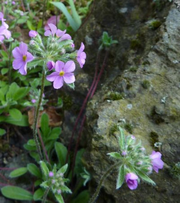 Androsace_sarmentosa_fars_2010.jpg