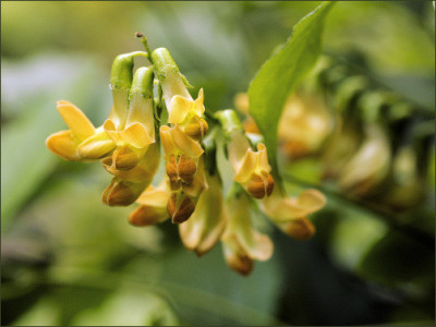 Lathyrus_gmelinii.jpg