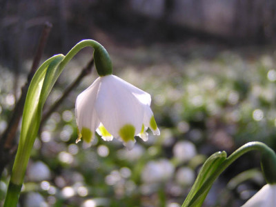leucojum_vernuum.jpg