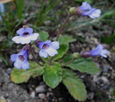 Haberlea_unbek.__6.5.10.._013.jpg