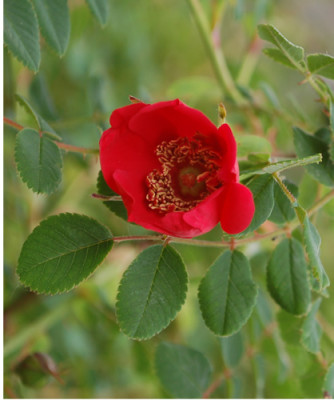 Geranium_0010__6876.jpg