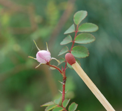 Rosa_Farreri_persetosa_0010__6818.jpg