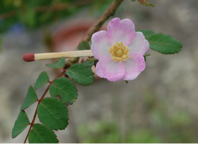 Rosa_Farreri_Persetosa_0011__6817.jpg