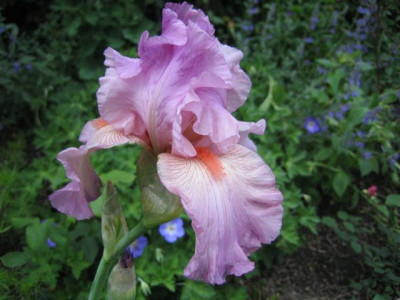 27mai2010_002_Small.jpg