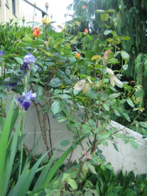 27mai2010_020_Small.jpg