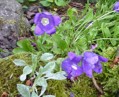 Campanula_saxifraga_fars_2010.jpg