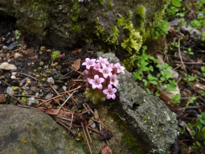 Sedum_fars_2010.jpg