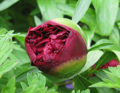 Paeonia_officinalis_Rubra_Plena._2010_a_1024x768.jpg