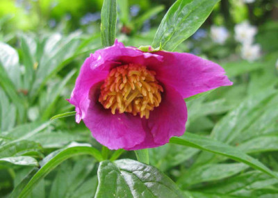 Paeina_veitchii_var_woodwardii_2010_1024x768.jpg