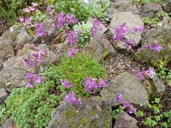 Silene_elisabethae_fars_2010.jpg