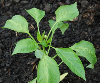 Paprika_gesund.JPG