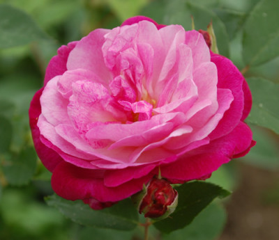 Sophies_Perpetual_0010__6847.jpg
