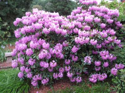 rhodo_unkompliziert.jpg