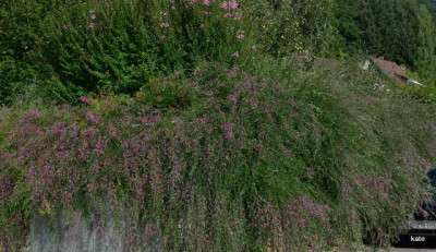 Lespedeza_09.JPG