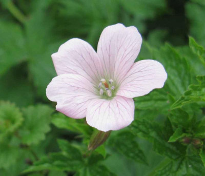 Geraniumx_oxonianum_Rose_Claire_a_1024x768.jpg