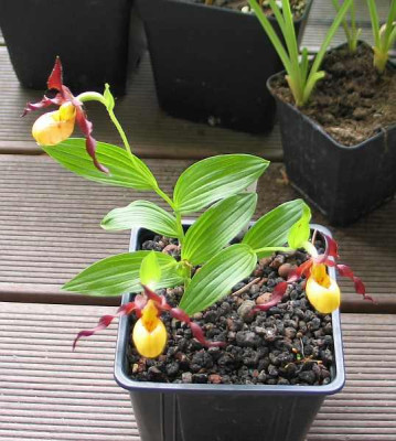 Cypripedium-parviflorum-ax.jpg