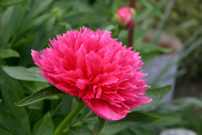 Pfingstrosen5110.jpg