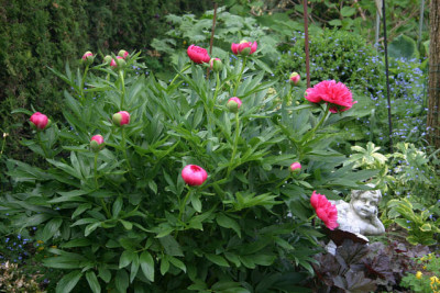 Pfingstrosen5210.jpg