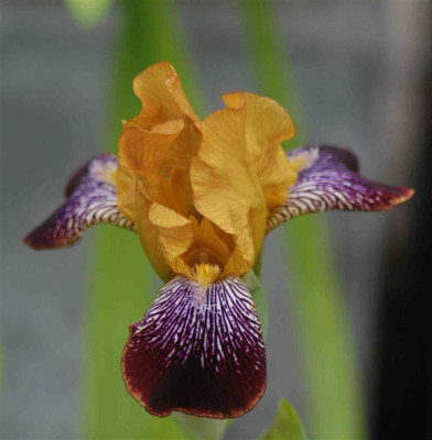 B3147.aJPG_Large.jpg