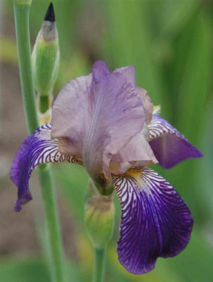 B3146a_Large.JPG