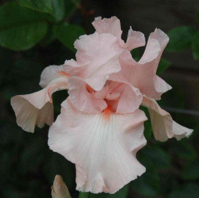 B3151a_Large.JPG